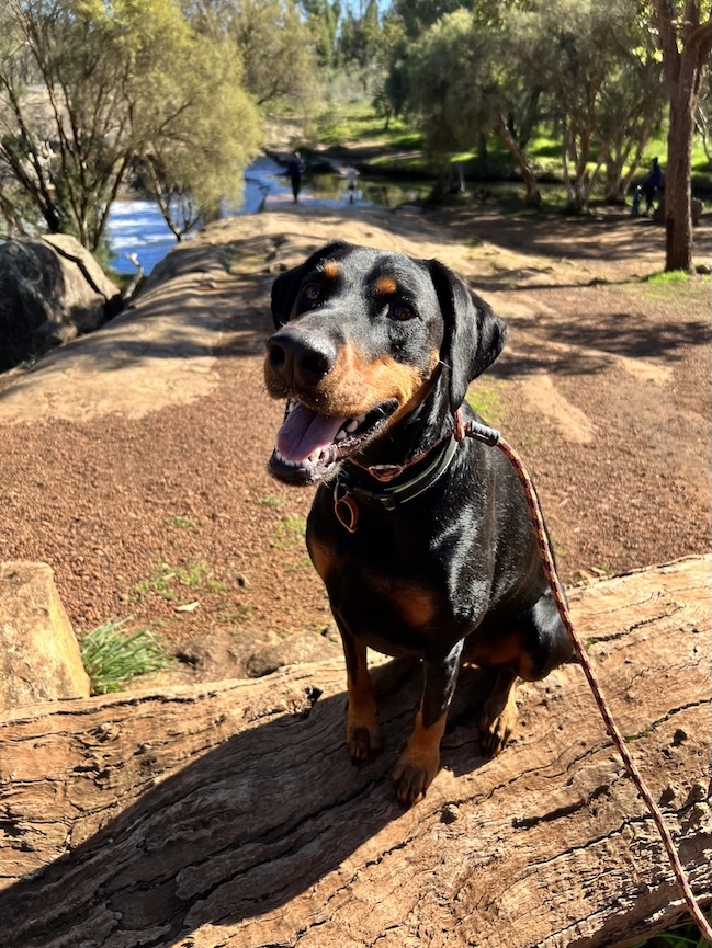 Meet Freya_About Page Meet Freya - the best furry assistant a coach could ask for.