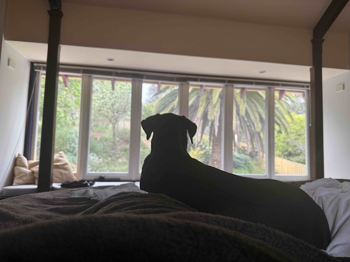 Doberman laying on a bed looking out the windows in Bridgetown.