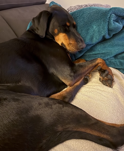 Freya the Doberman and her blanket