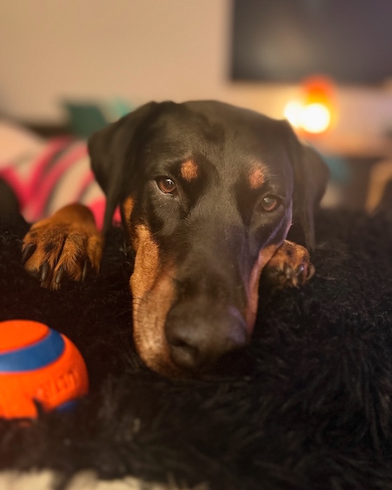 The Doberman Freya and her blanket and ball
