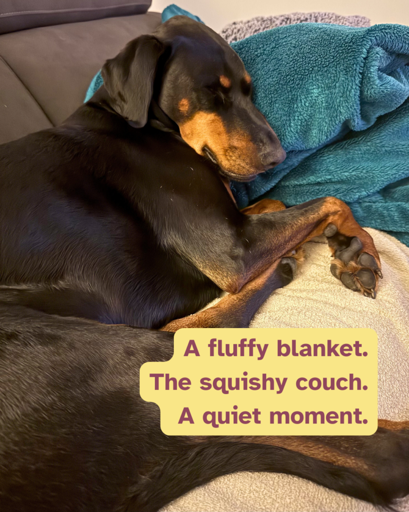 Doberman curled up on a blue fluffy blanket on the couch